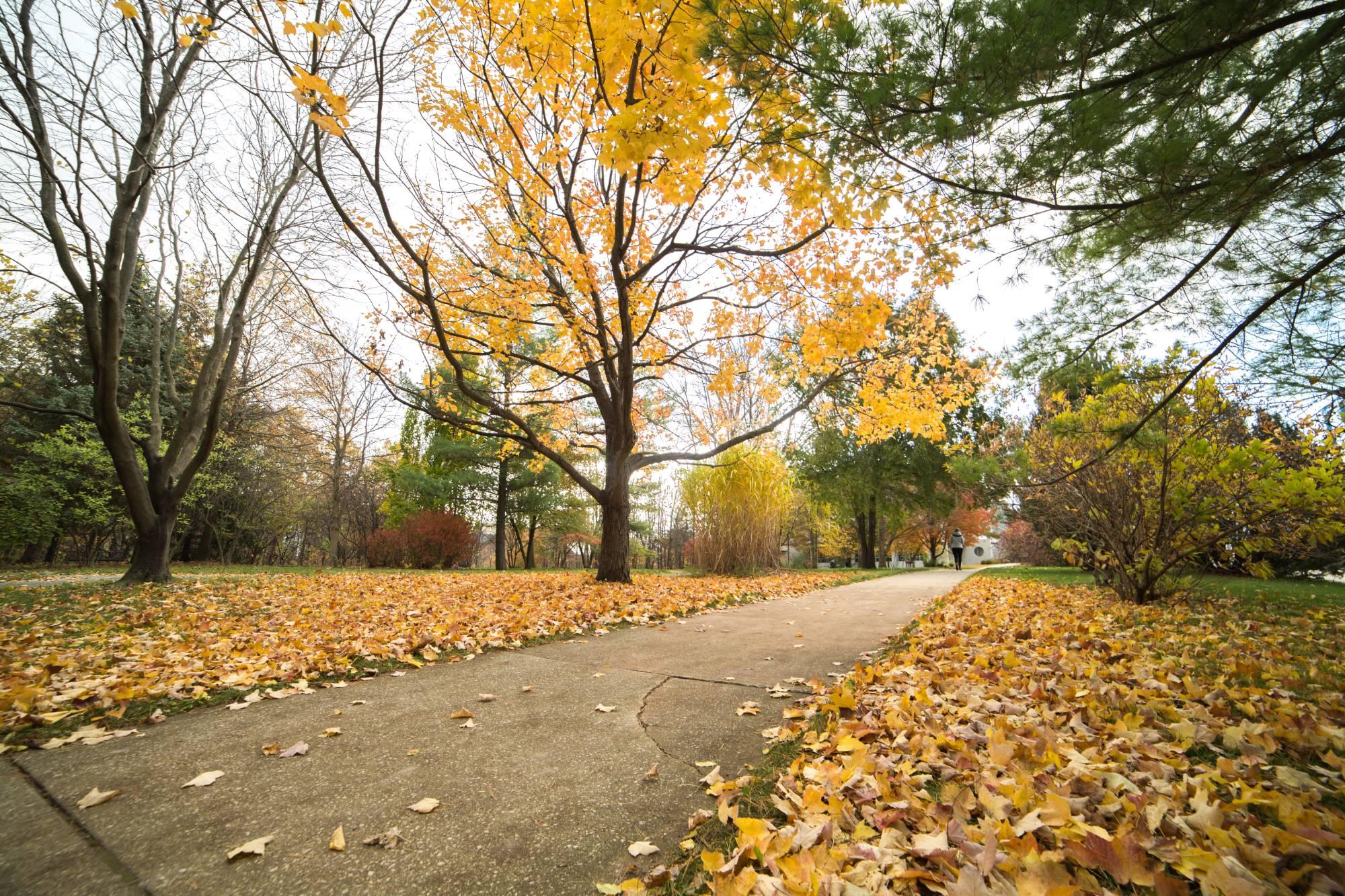 An autumnal trail on the GVSU Allendale Campus.